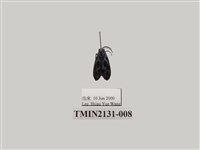 藏品(蓬萊藍紋斑蛾)的圖片